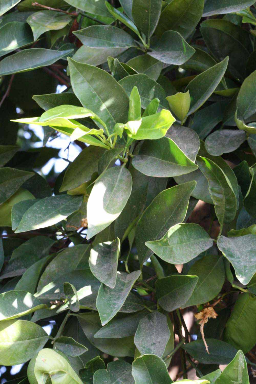              Sun leaves (Riverside, CA)       